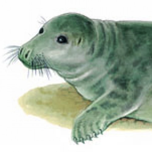 Seal after 